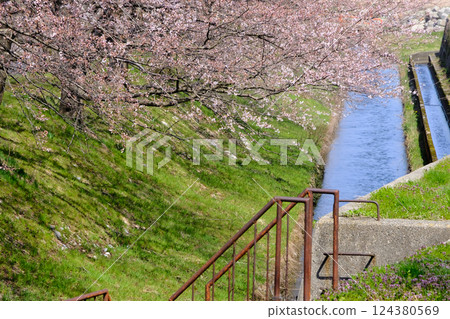 Cherry blossoms in full bloom: Cherry blossom trees lined the Funagawa River in Asahi Town and an irrigation channel Cherry blossoms in full bloom: Cherry blossom trees lined the Funagawa River in Asahi Town and an irrigation channel 124380569