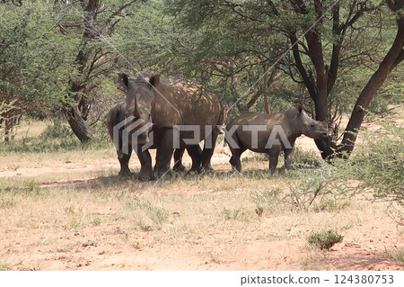 animal, animals, rhinocerose 124380753