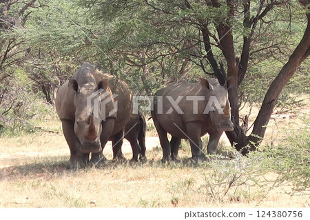 動物 犀牛 野生動物 124380756