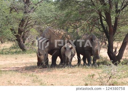 animal, animals, rhinocerose 124380758