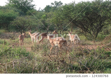 animal, animals, rhinocerose 124380768