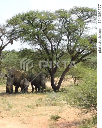 動物 犀牛 野生動物 124380777