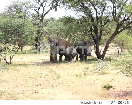 animal, animals, rhinocerose 124380778