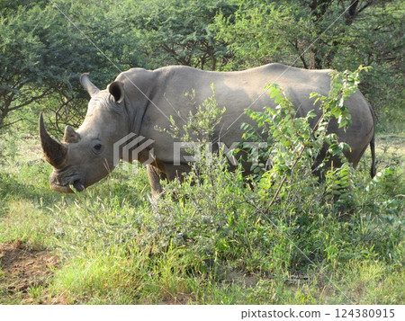 animal, animals, rhinocerose 124380915