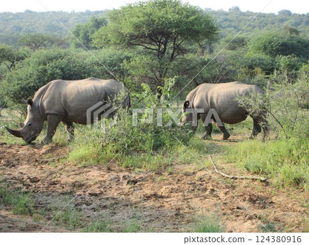 animal, animals, rhinocerose 124380916