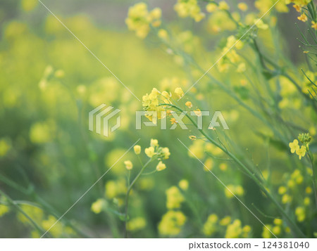 油菜花在春風中搖曳，背景虛化效果柔和 124381040