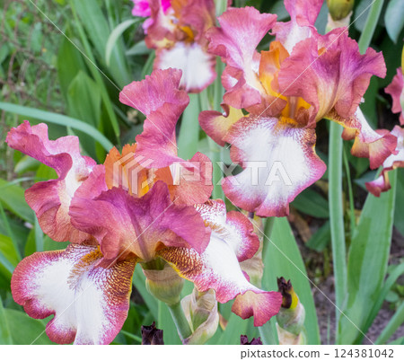 Flowers bearded irises blooming in the garden, large flowers with a rare color 124381042