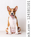 Close-up portrait of a cute red and white Basenji puppy sitting with his mouth open and looking at the camera. 124381101