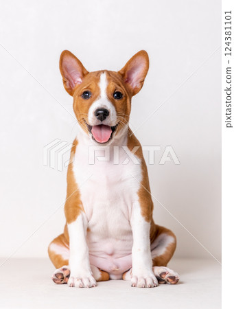 Close-up portrait of a cute red and white Basenji puppy sitting with his mouth open and looking at the camera. 124381101