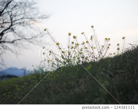 A tranquil scene of the sunset and rape blossoms blooming on the slope 124381111