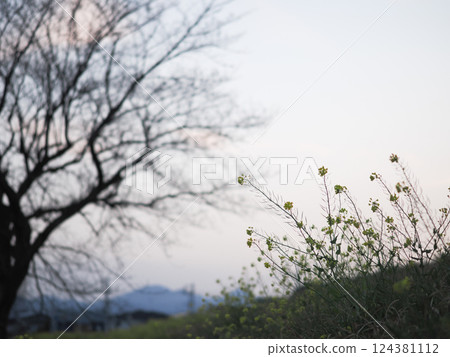 A tranquil scene of the sunset and rape blossoms blooming on the slope 124381112