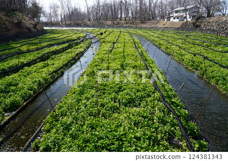 春天的Daio芥末農場 124381343