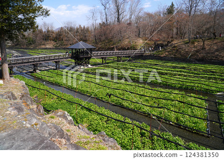 Daio wasabi farm in spring 124381350