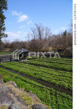 春天的Daio芥末農場 124381351