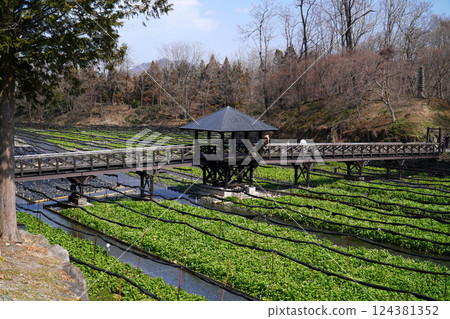 Daio wasabi farm in spring 124381352