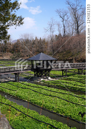 Daio wasabi farm in spring 124381353