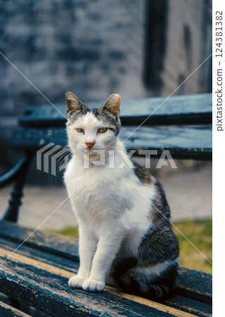 Calico Cat Sitting on Rustic Bench in old town of Kotor 124381382