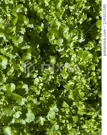 Lush green leaves of babys tears Soleirolia soleirolii creating a natural foliage background 124381388