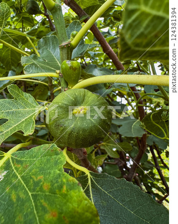 Close-Up of Green Figs Growing on a Tree Close-Up of Green Figs Growing on a Tree 124381394