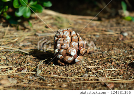 Pine cone on forest ground with mold Pine cone on forest ground with mold 124381396