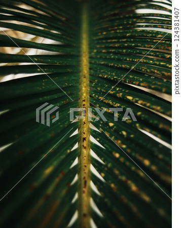 Close-Up of Green Palm Leaf with Spots 124381407