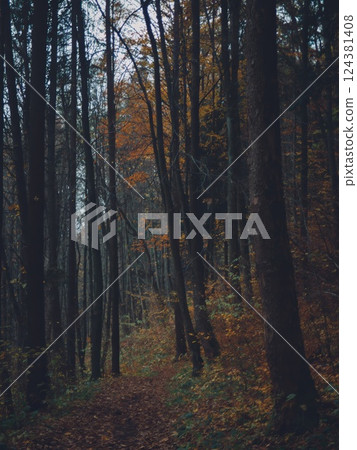 Autumn Forest Path with Foliage Autumn Forest Path with Foliage 124381408
