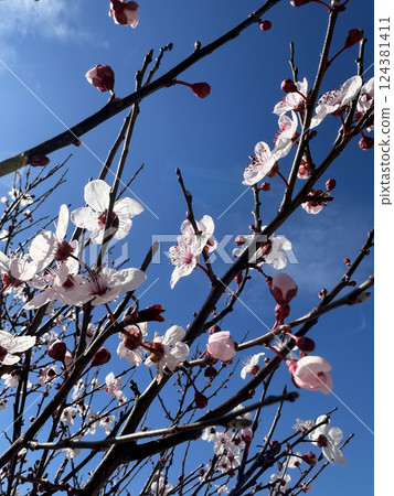 Springtime Cherry Blossoms Blooming Under Sunny Blue Sky  124381411