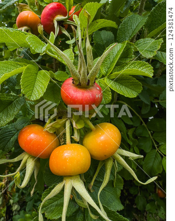 Cluster of Ripening Rose Hips on a Bush Cluster of Ripening Rose Hips on a Bush 124381474