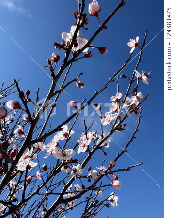 Cherry blossom branches in full spring bloom against a clear blue sky 124381475