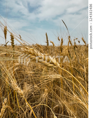 Golden Wheat Field Under a Cloudy Sky with a Single Large Ear of Wheat in the Center Golden Wheat Field Under a Cloudy Sky with a Single Large Ear of Wheat in the Center 124381486