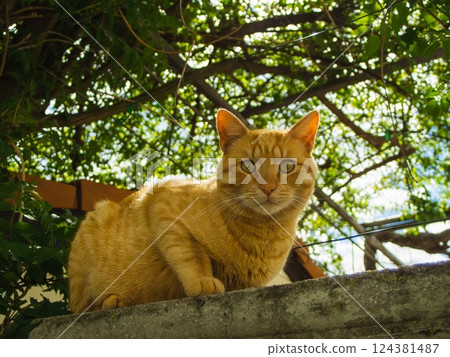 Ginger Cat Relaxing on Garden Wall Ginger Cat Relaxing on Garden Wall 124381487