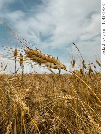 Golden Wheat Field Under a Cloudy Sky with a Single Large Ear of Wheat in the Center 124381488