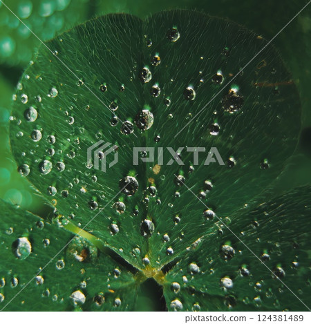 Close-Up of Clover Leaf with Water Droplets 124381489