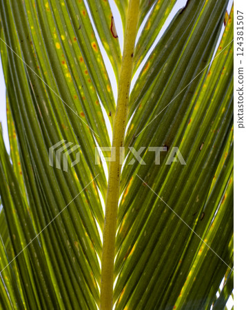 Textured green leaves of Nikau palm Rhopalostylis sapida illuminated by sunlight in a close up natural pattern 124381507