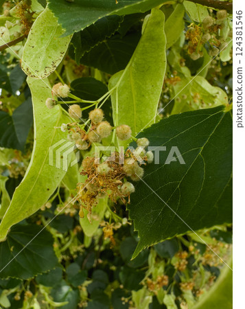 Close-up of linden tree leaves and seed pods Close-up of linden tree leaves and seed pods 124381546