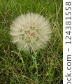 Close-up of a large dandelion seed head in grass  124381558