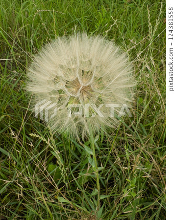 Close-up of a large dandelion seed head in grass  124381558