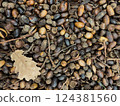 Pile of fallen acorns, caps, and dry oak leaves background, wallpaper, texture 124381560