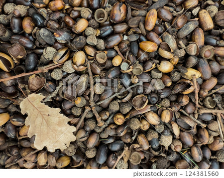 Pile of fallen acorns, caps, and dry oak leaves background, wallpaper, texture Pile of fallen acorns, caps, and dry oak leaves background, wallpaper, texture 124381560