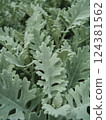 Close-Up of Dusty Miller Plant Leaves 124381562