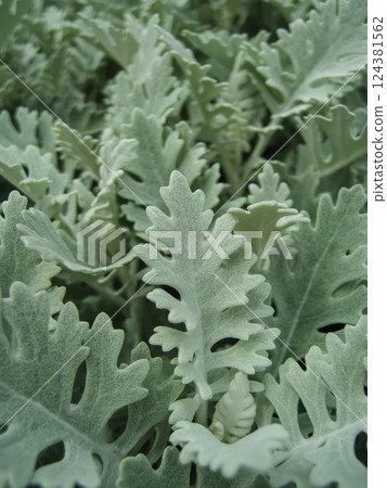 Close-Up of Dusty Miller Plant Leaves Close-Up of Dusty Miller Plant Leaves 124381562