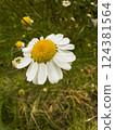 Close-Up of a White Daisy in a Meadow  124381564