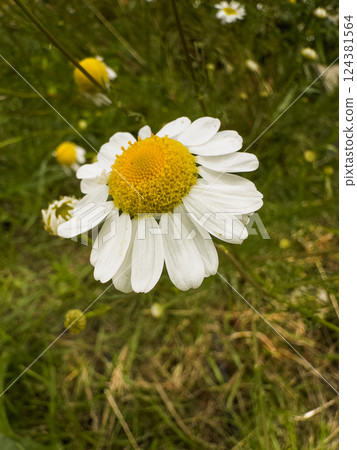 Close-Up of a White Daisy in a Meadow Close-Up of a White Daisy in a Meadow 124381564