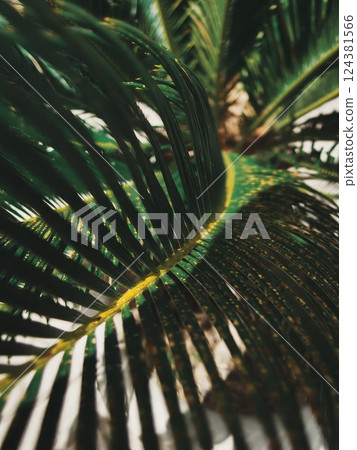 Close-Up of Green Palm Leaf with Spots Close-Up of Green Palm Leaf with Spots 124381566