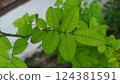 green leaves of chestnut 124381591