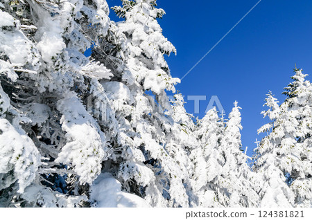 晴朗的天空、雪景和森林 124381821