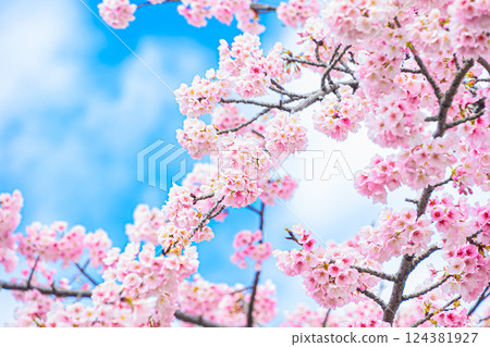 Kawazu櫻花在藍天 124381927