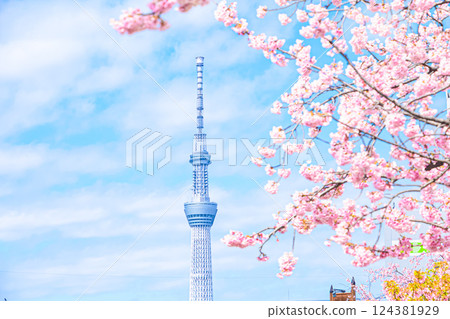 View of Kawazu cherry blossoms and Sky Tree View of Kawazu cherry blossoms and Sky Tree 124381929