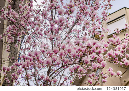 Magnolia tree in lush spring bloom with soft pink petals and building background. Concept of elegance, seasonal renewal and urban garden harmony 124381937