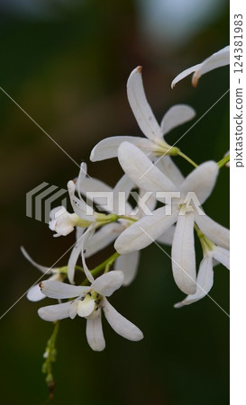 The flowers of Pearea akemosa were blooming. 124381983